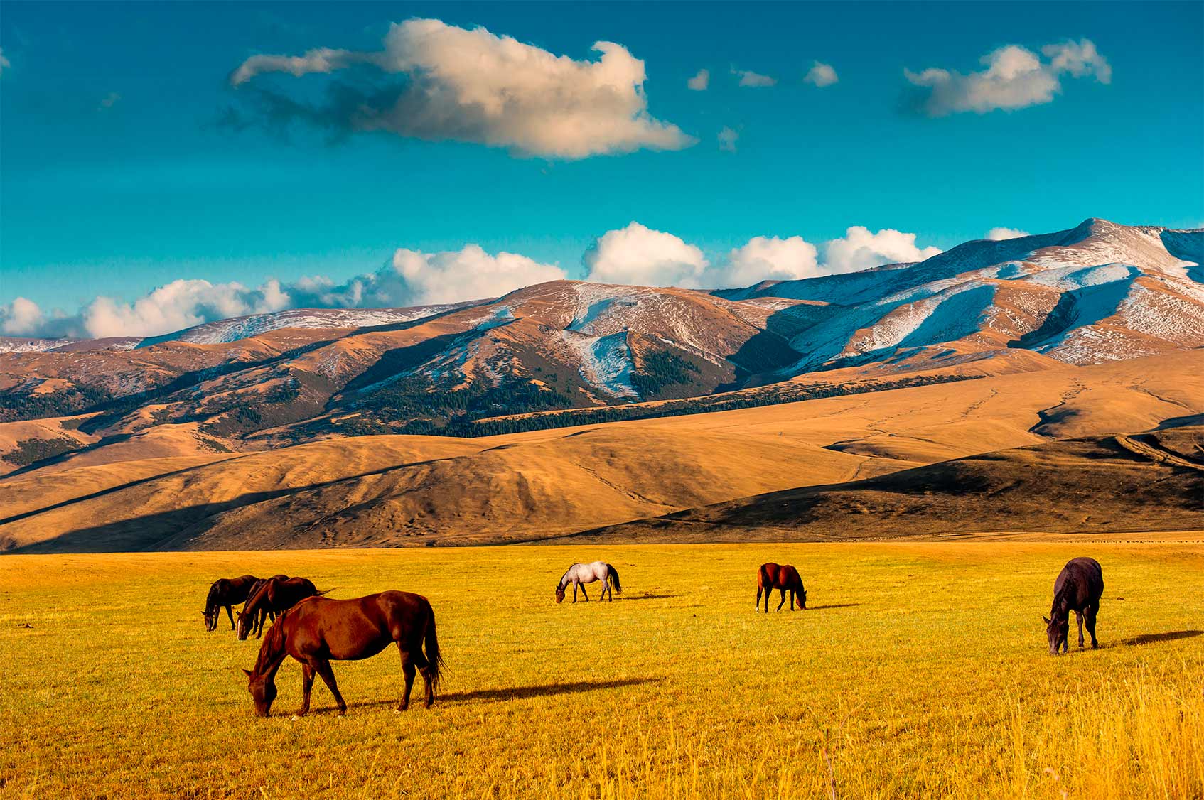 Казахстан пастбище Жайляу горы